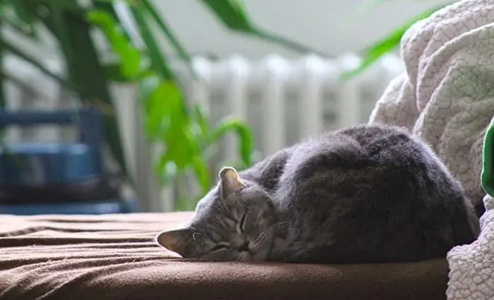 Спящая кошка Спящая кошка