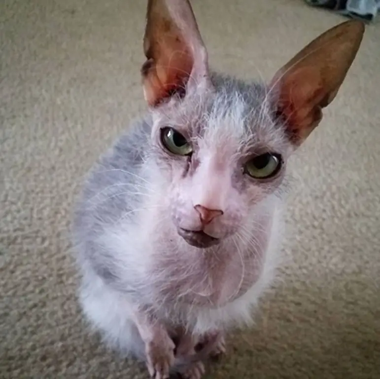 Кот с поднятыми ушами Кот с поднятыми ушами