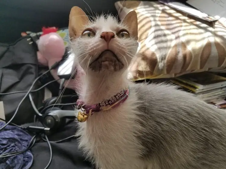 Кот смотрит вверх Кот смотрит вверх