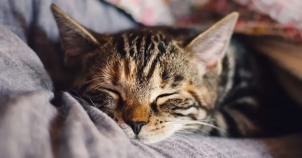 Котенок спит Котенок спит