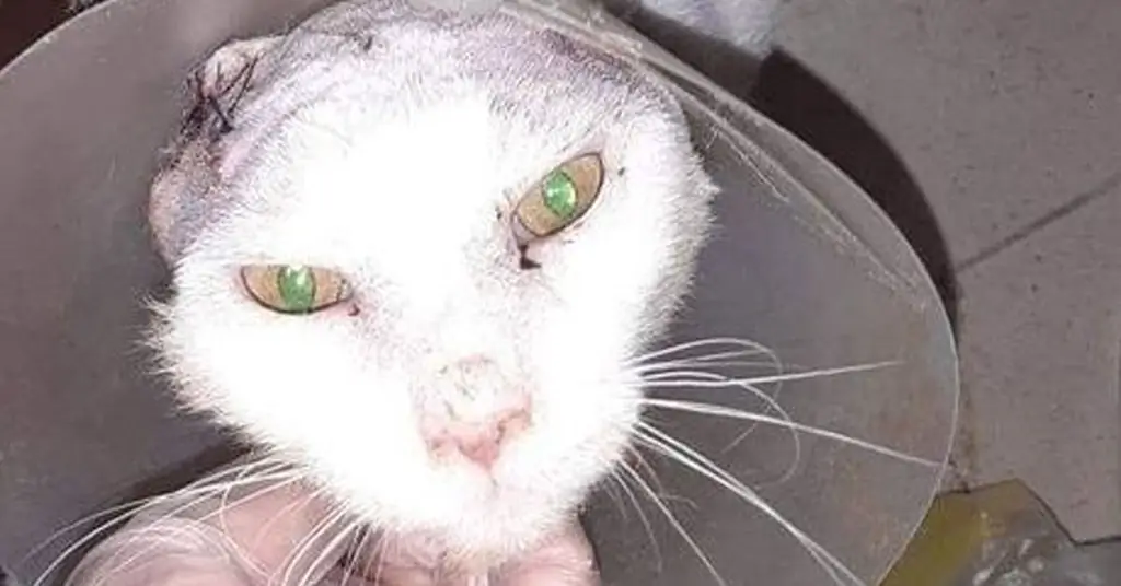 Травмированный котенок Травмированный котенок
