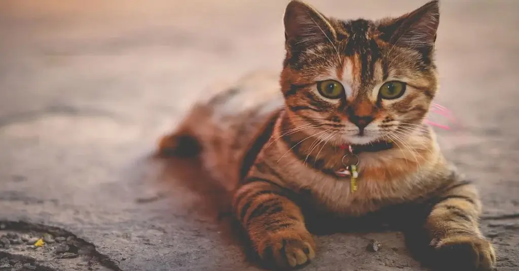 Кошка смотрит Кошка смотрит