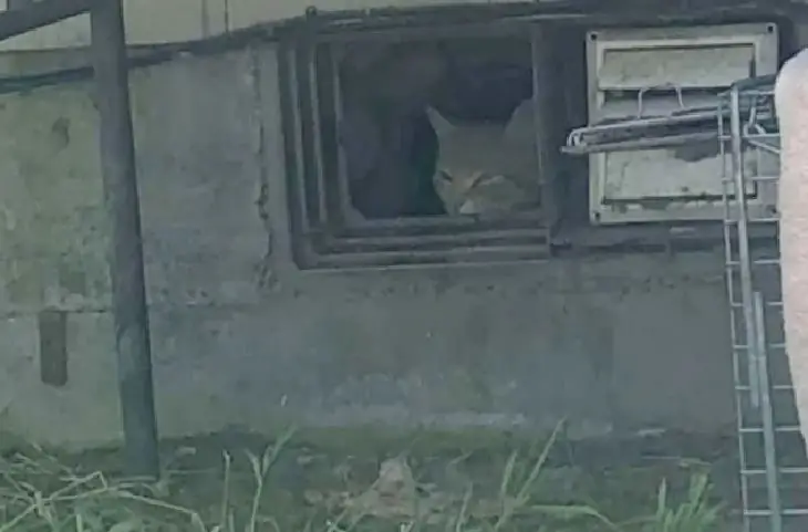 лютик мать кошка спрятана лютик мать кошка спрятана