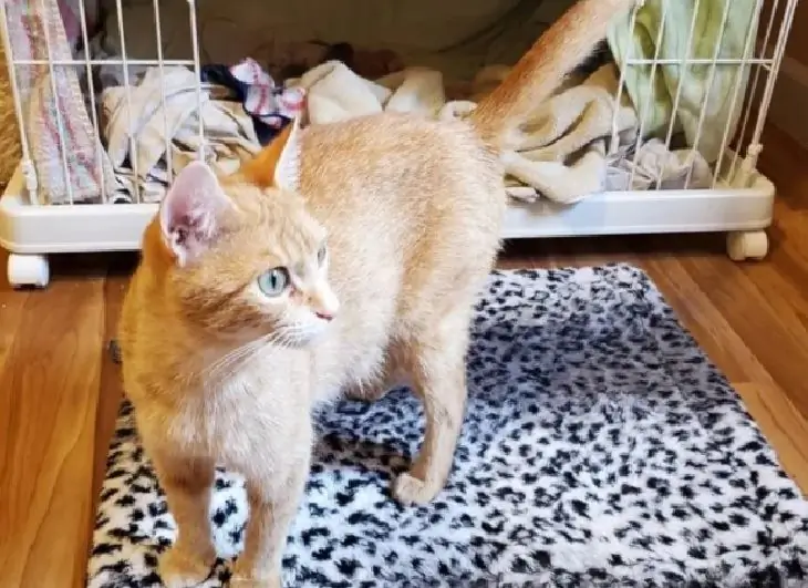 лютик маленькая кошка помощь лютик маленькая кошка помощь