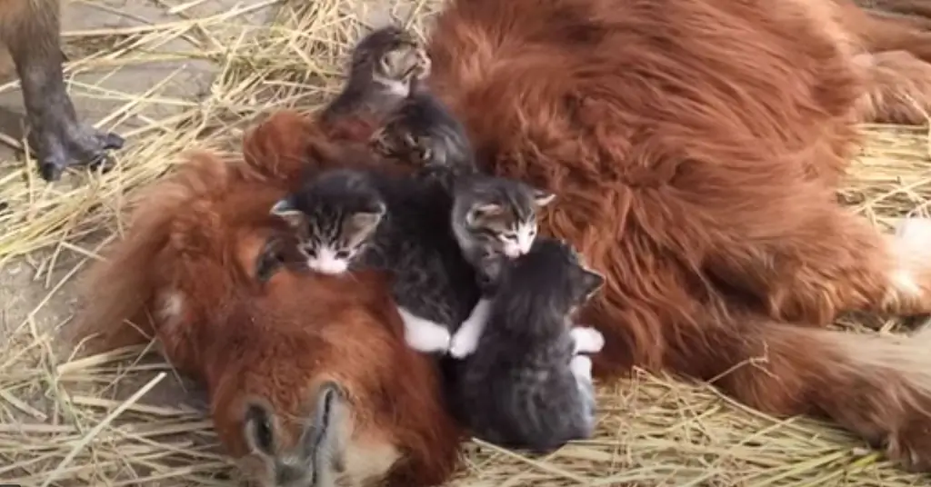 Котята с пони