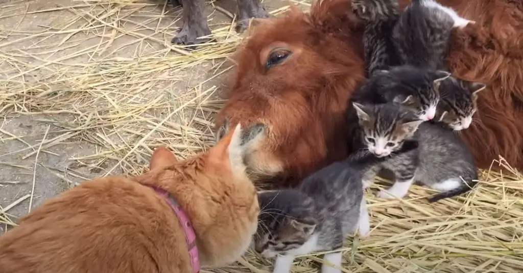 Котята с пони