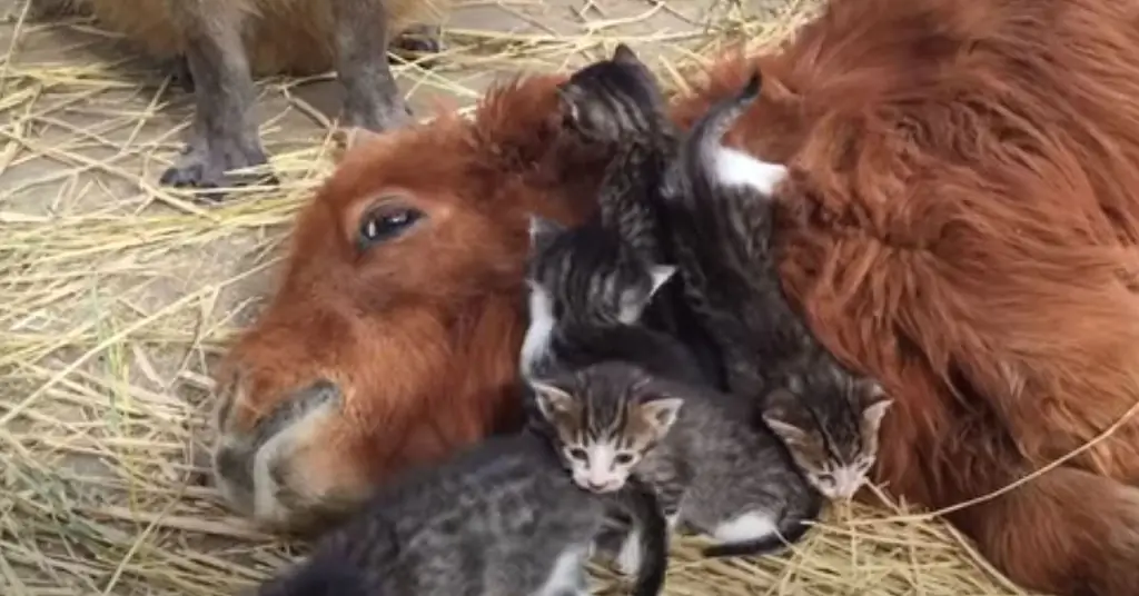 Котята с пони
