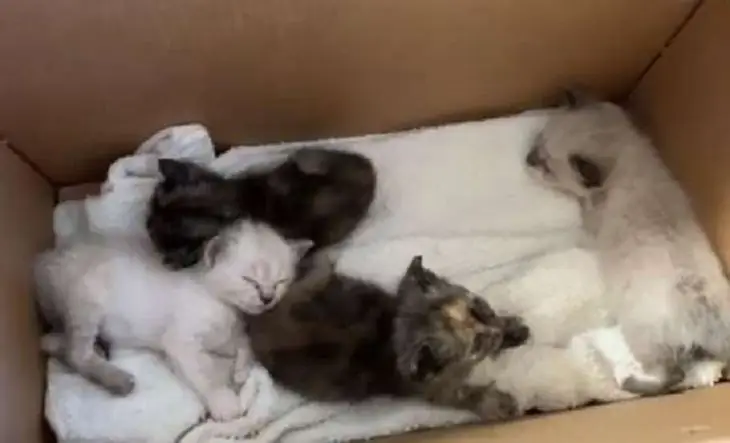 молочный коктейль котенок прибыл коробка