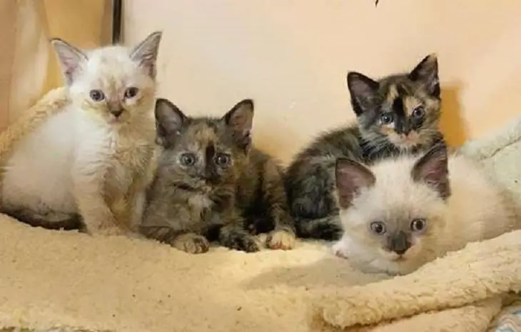 молочный коктейль кошка только кошка