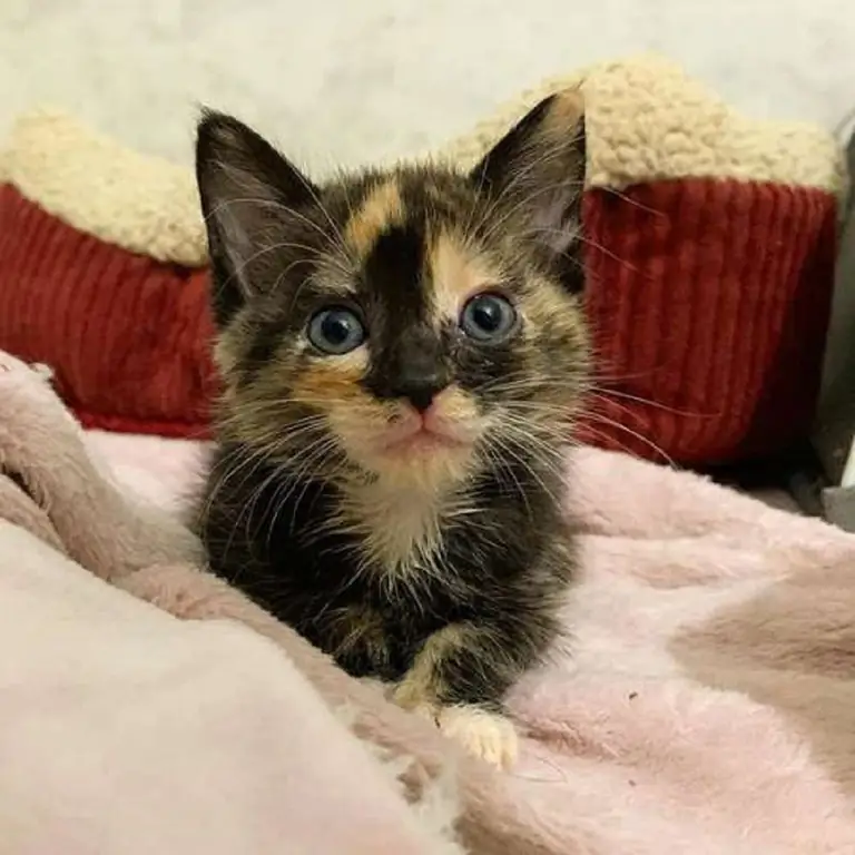 усыновление котенка молочный коктейль