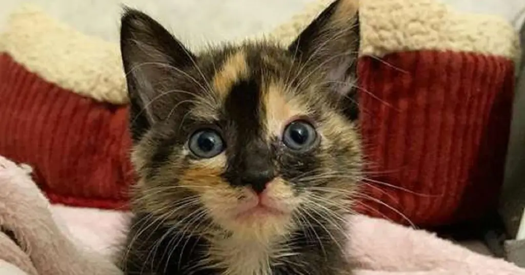 Milkshake, маленький котенок с большой решимостью
