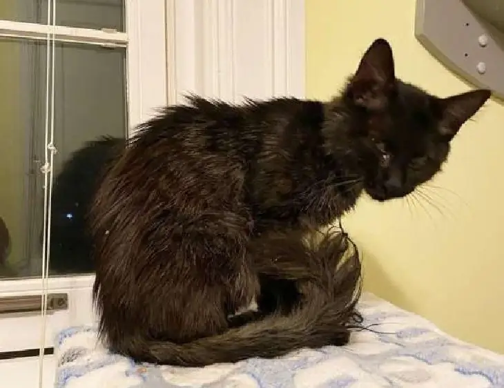 Люк котенок тяжелое состояние