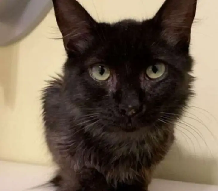люк лиа котенок лучшие условия