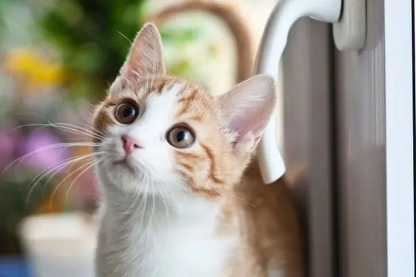 любопытный котенок