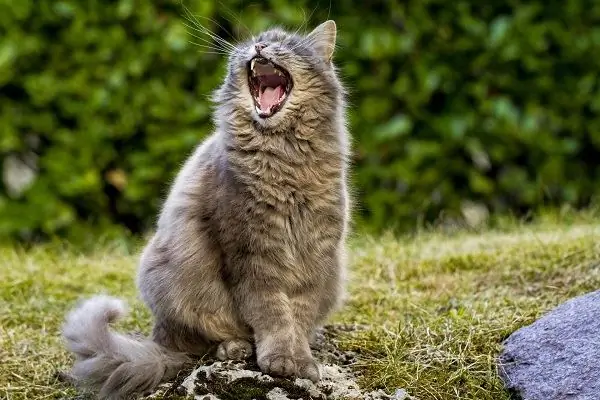 кошачье мяуканье