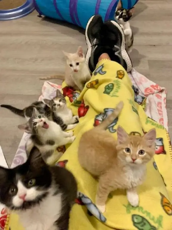недавно спасенные котята