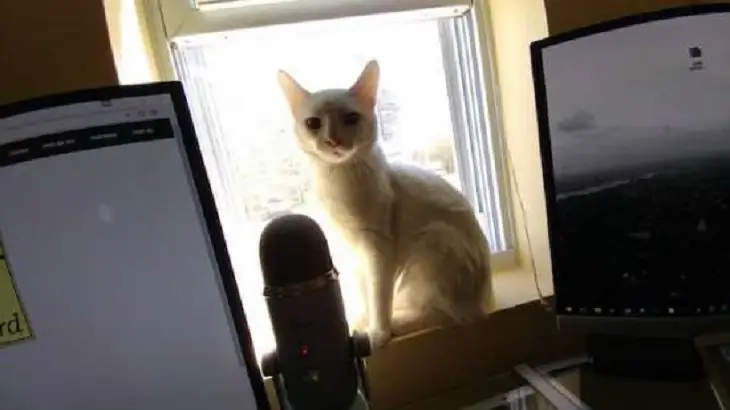 Широ кошка друг совет