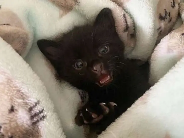 медведь котенок мяу парк медведь котенок мяу парк