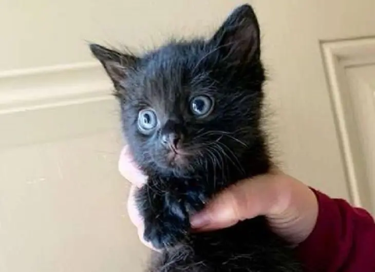 медведь кошка агент доставка киска медведь кошка агент доставка киска