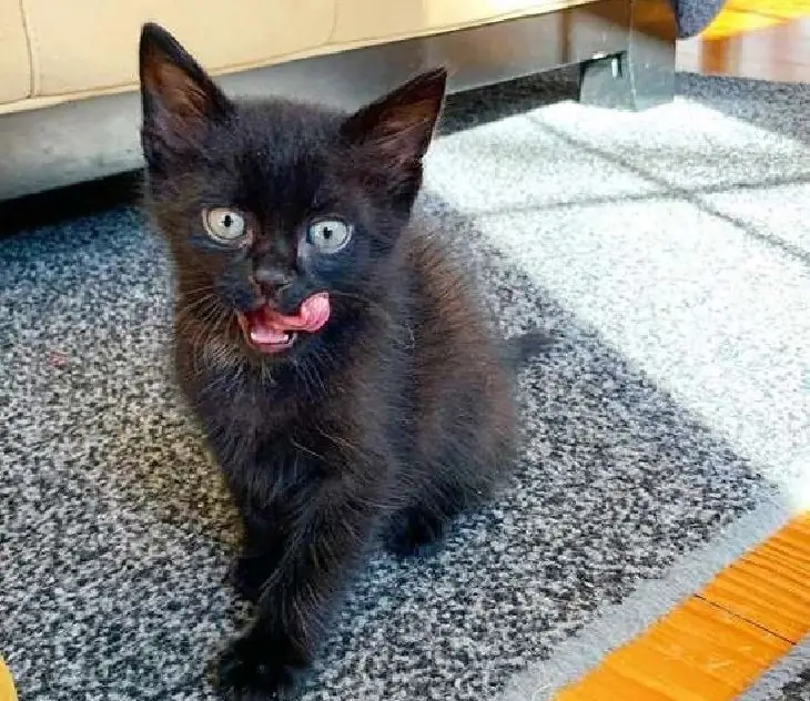 медведь кошка семья усыновление медведь кошка семья усыновление