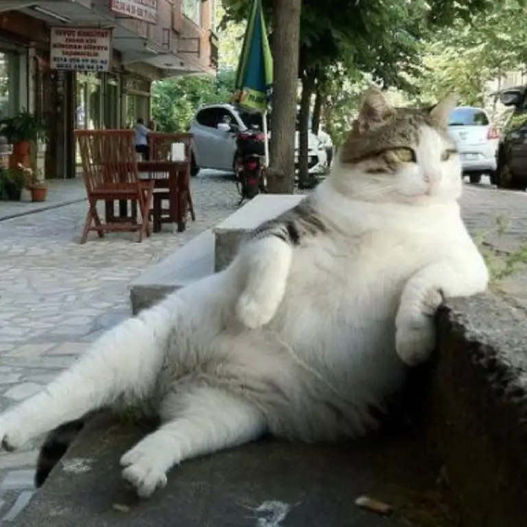 известное положение tombili cat