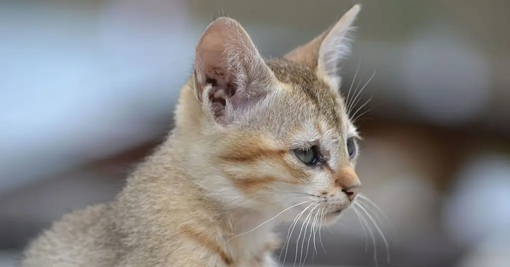 Кошка смотрит
