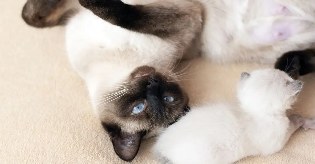 Кот лежит на спине