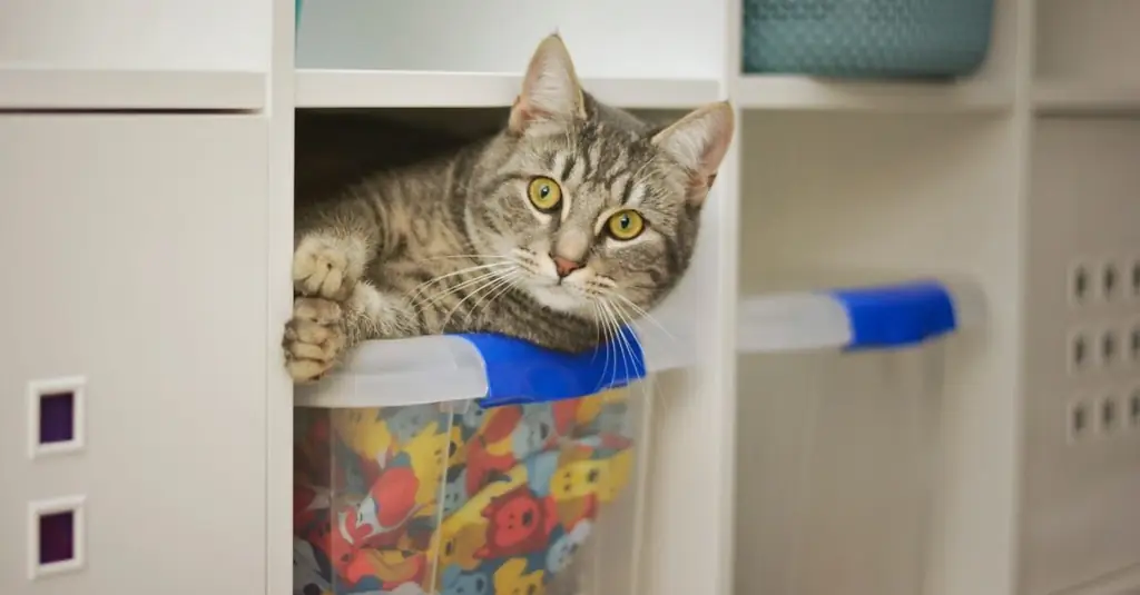 котенок хочет спать спокойно котенок хочет спать спокойно
