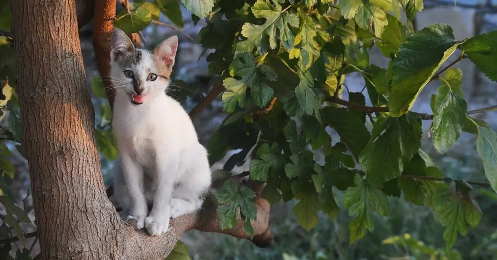 котенок хочет спать спокойно котенок хочет спать спокойно