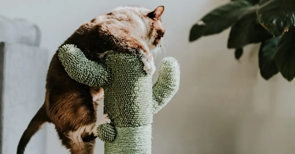 котенок хочет спать спокойно котенок хочет спать спокойно