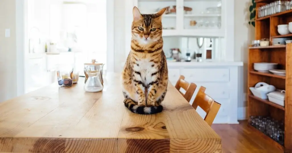 котенок хочет спать спокойно котенок хочет спать спокойно