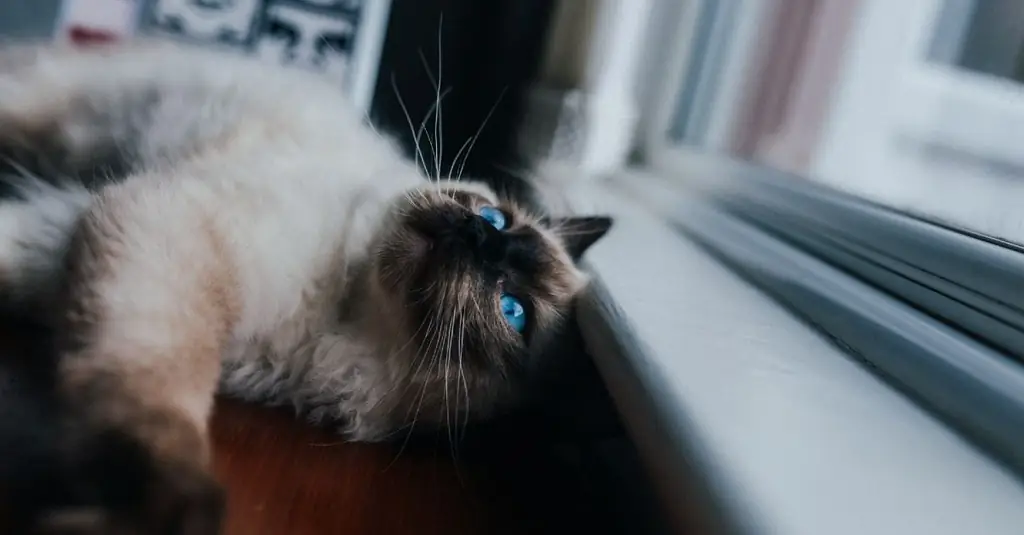 котенок хочет спать спокойно котенок хочет спать спокойно
