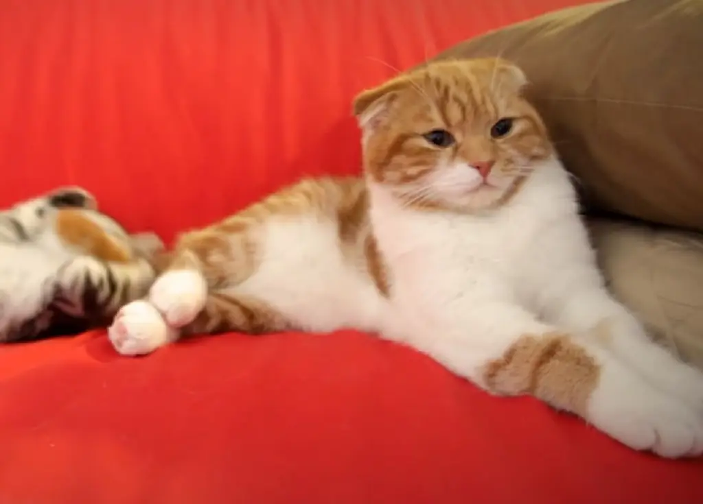 ноэль котенок выражение лица ноэль котенок выражение лица