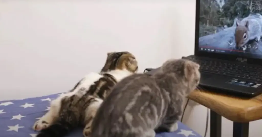Кошки смотрят видео Кошки смотрят видео