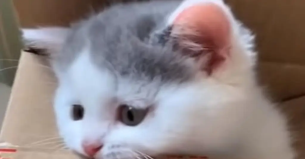 Кот в коробке Кот в коробке
