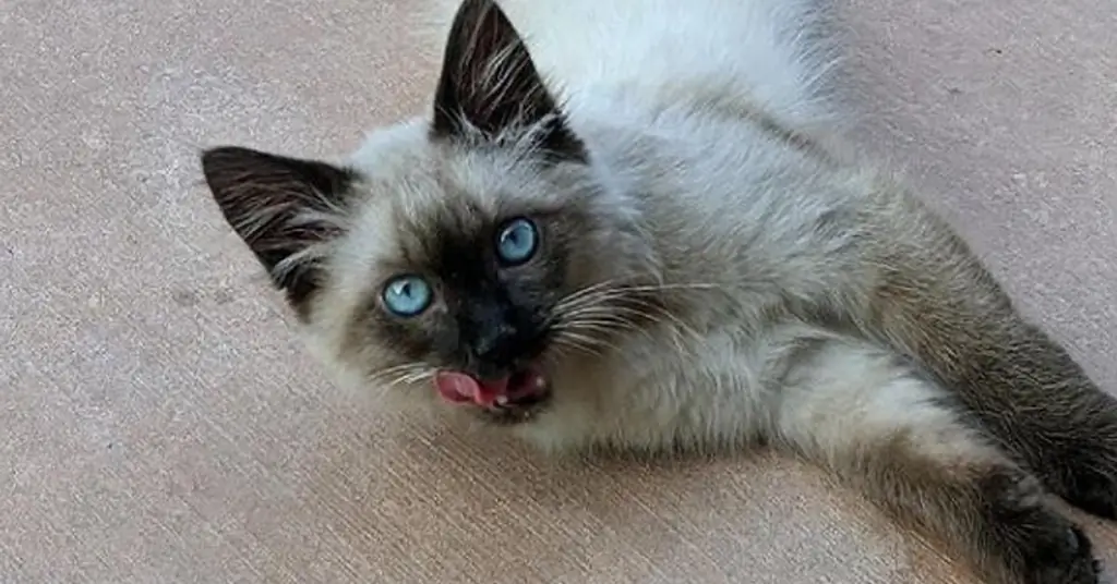 Котенок лежа глядя Котенок лежа глядя
