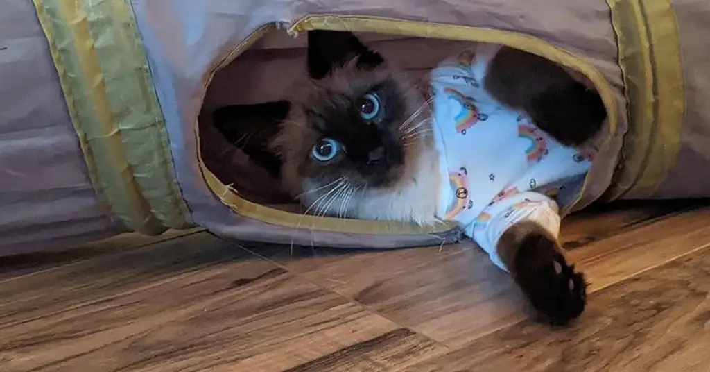 Котенок лежа глядя Котенок лежа глядя