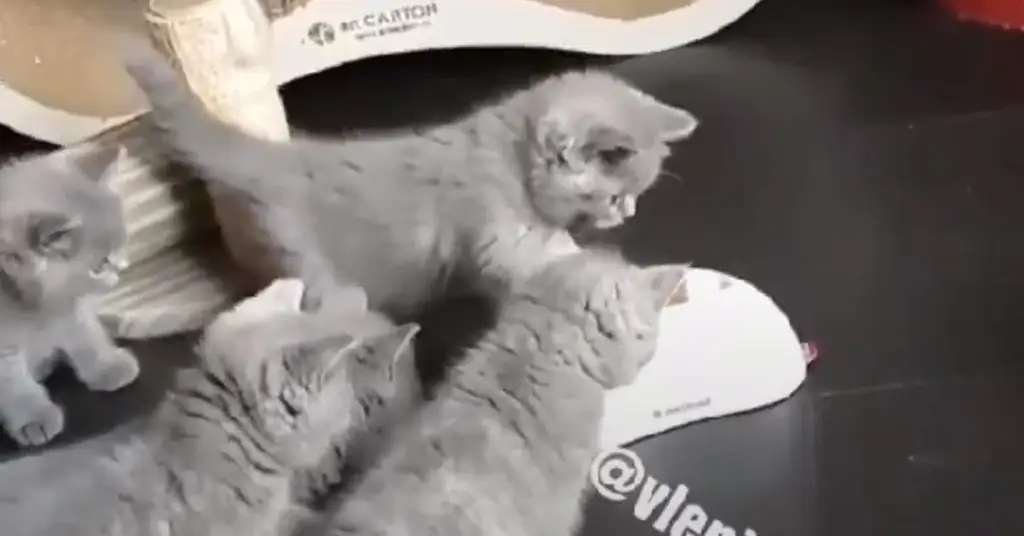 Котята играют Котята играют