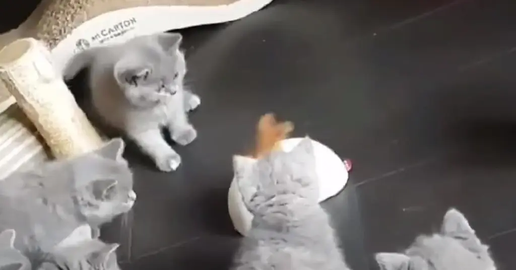 Котята играют Котята играют