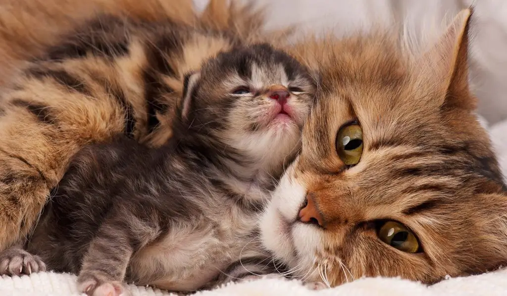 мама кошка с котенком