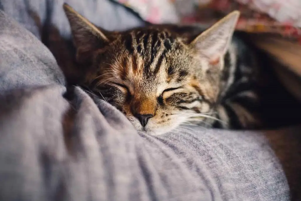 котенок спит на одеяле