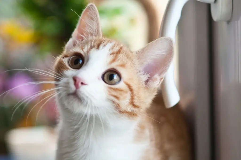 бело-оранжевый котенок