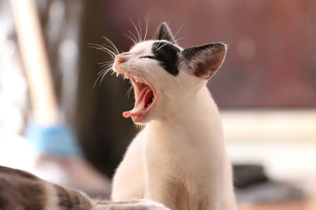 кошка зевает