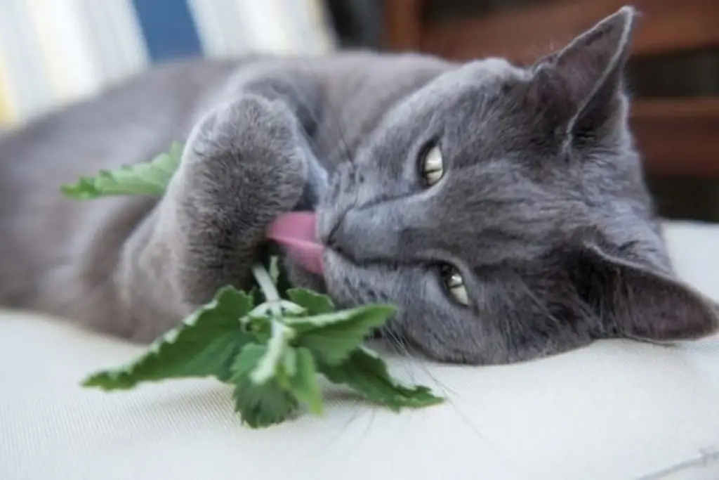 кошка ест кошачью мяту