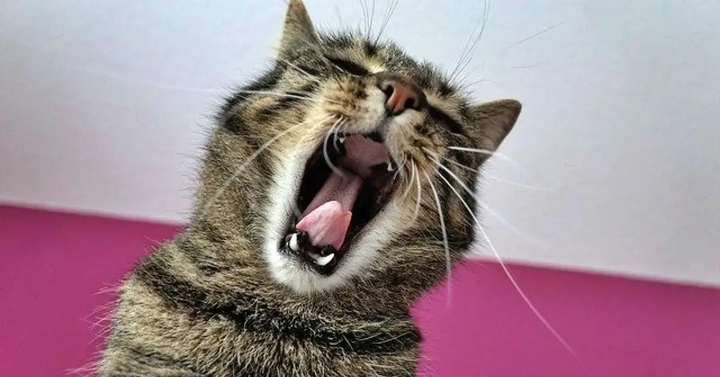 Ощущает ли кошка пряный вкус или нет?