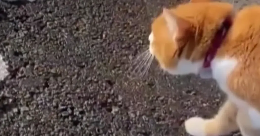 Кошка смотрит