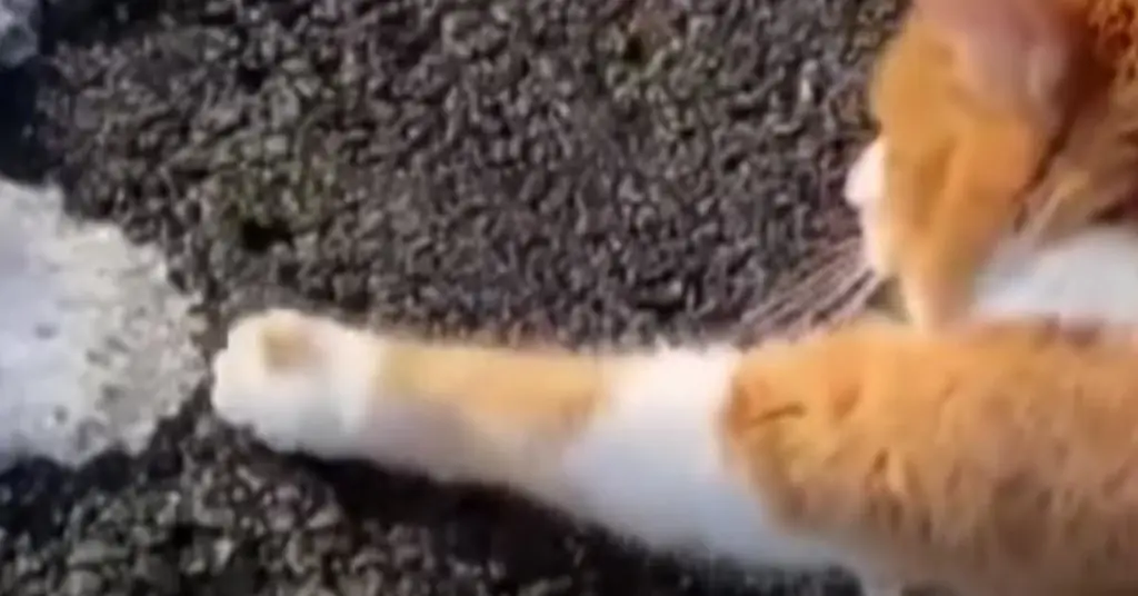 Кошка касается снега