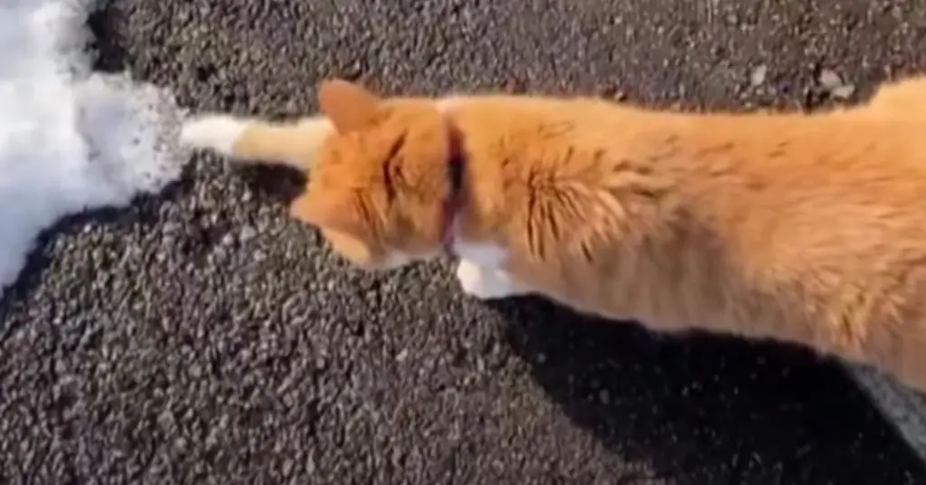 Котенок впервые касается снега в смеси страха и любопытства