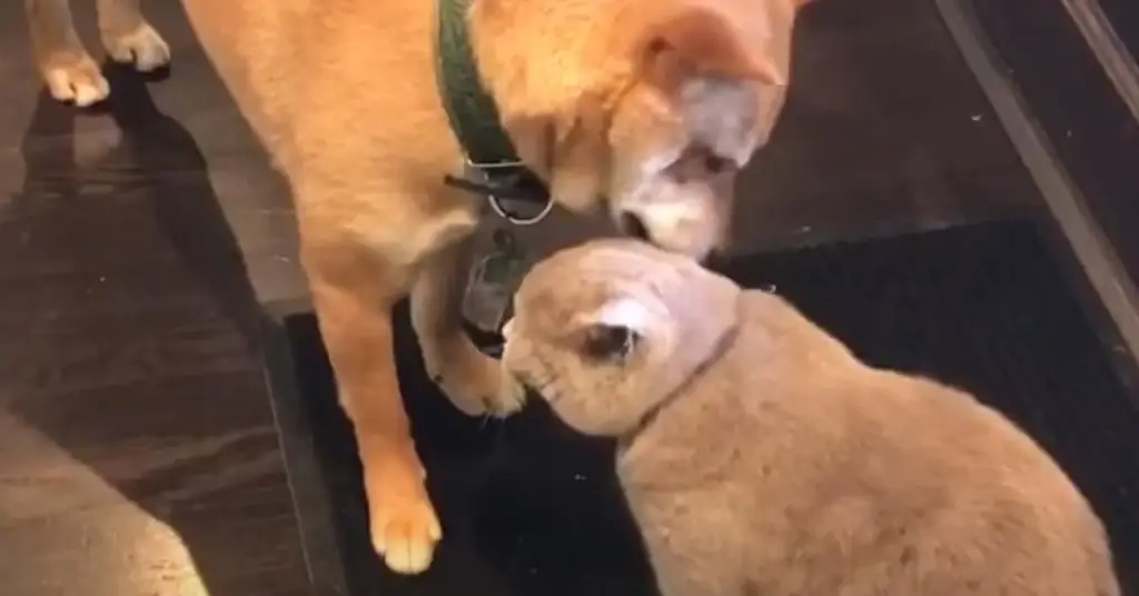 Кот с сиба-ину