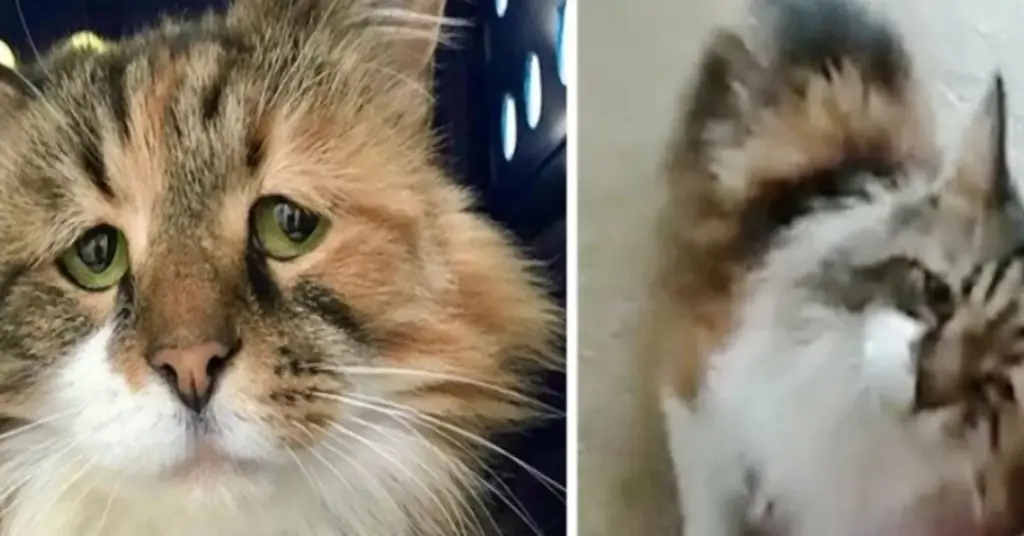Симба, грустный котенок Торти наконец-то нашел семью